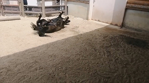 おなかを上にむけるクロくん