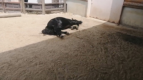 横向きゴロゴロクロくん