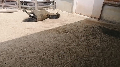 向こうを向くクロくん