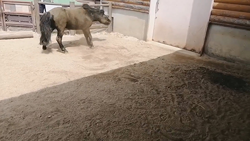 ぶるぶるするクロくん