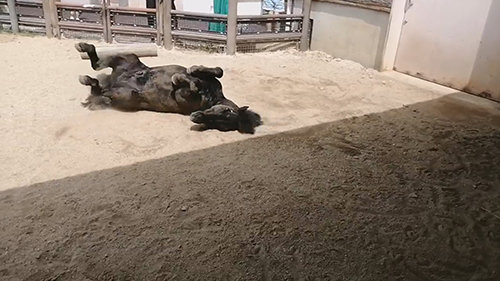 追いごろごろするクロくん