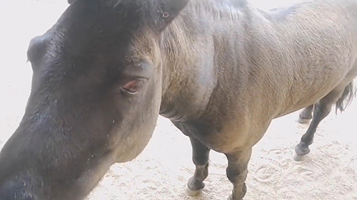 近づいてきたクロくん