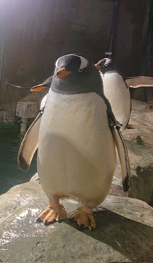 貫禄ペンギン