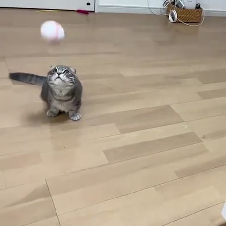 ボールをなげる飼い主