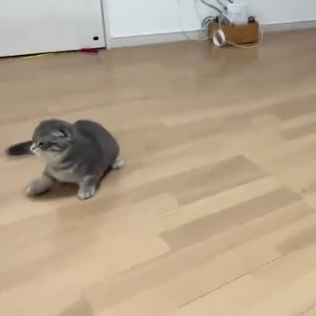 ボールに前足が届かない猫