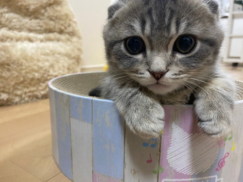 カメラ目線の猫