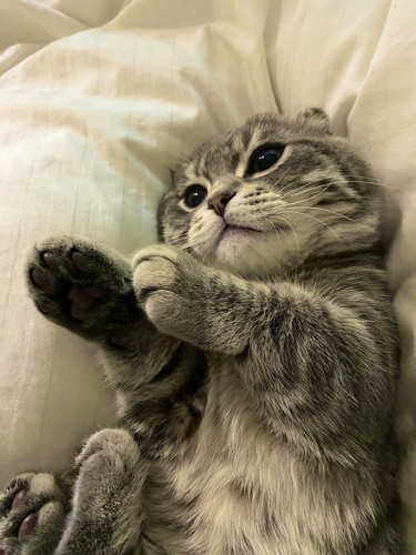 ごろごろする猫