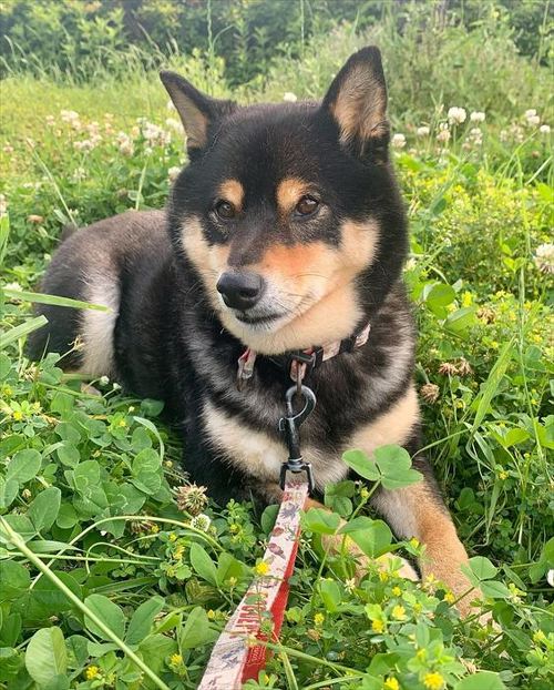 散歩中のワンコ