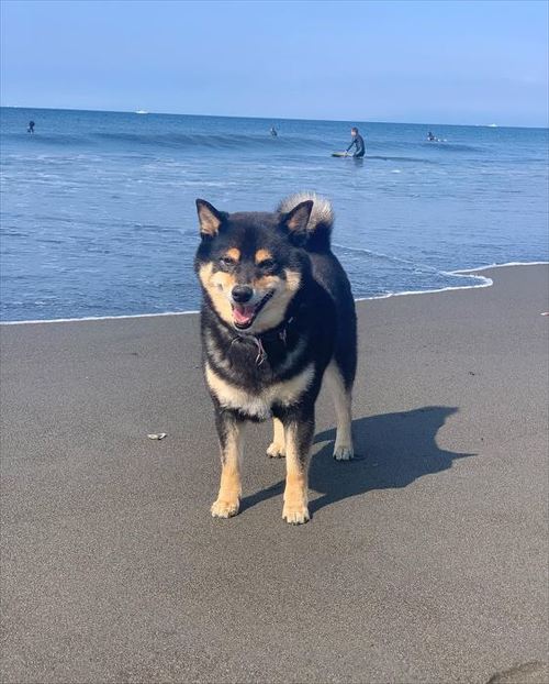 海辺のワンコ