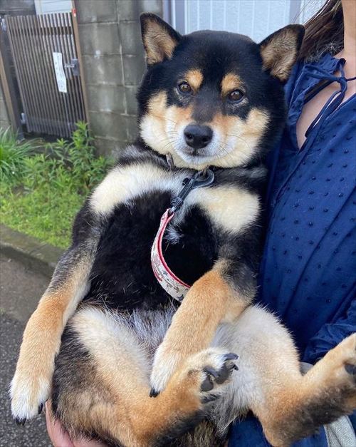 抱っこされるワンコ