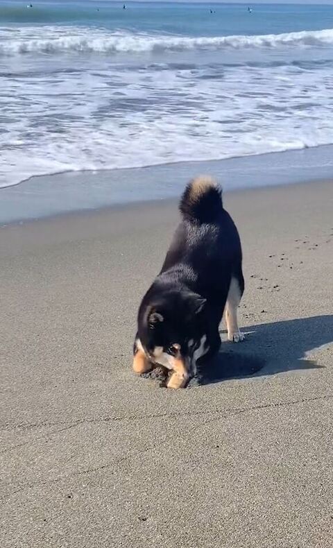 顔だして右側見てる