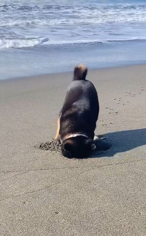さっきより大きい穴に顔うめる