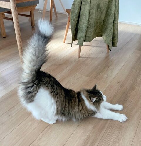 ストレッチしてる