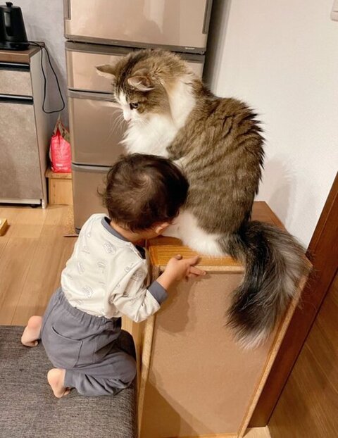 猫吸いする赤ちゃん