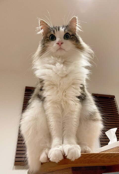 テーブルの上でお座り