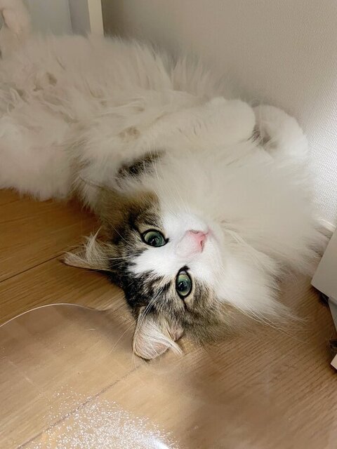 寝転んで上目遣い