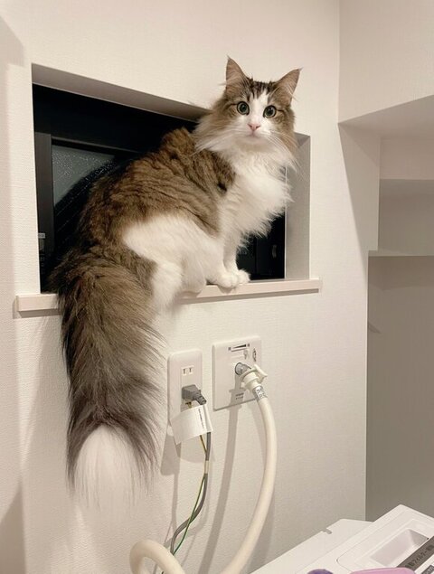 洗面所の窓際にいる