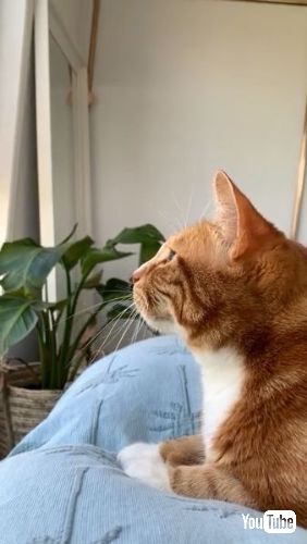 窓の外の見つめる猫