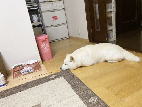 カリカリときなこちゃん