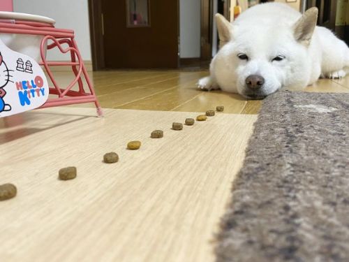 カリカリときなこちゃん