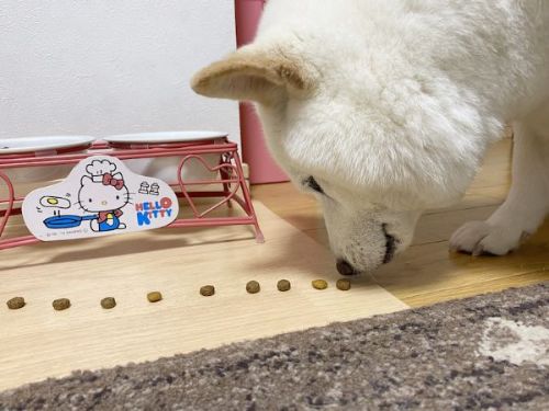 食べ始めるきなこちゃん