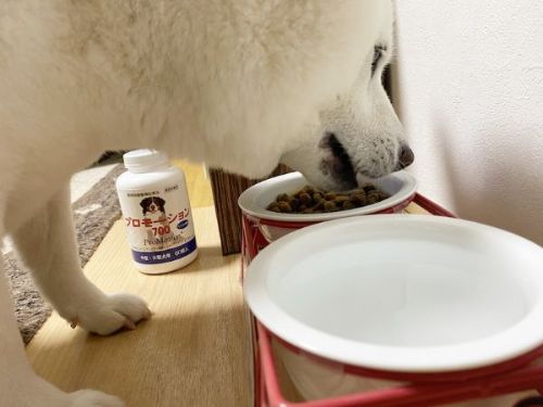 ごはんを食べるきなこちゃん