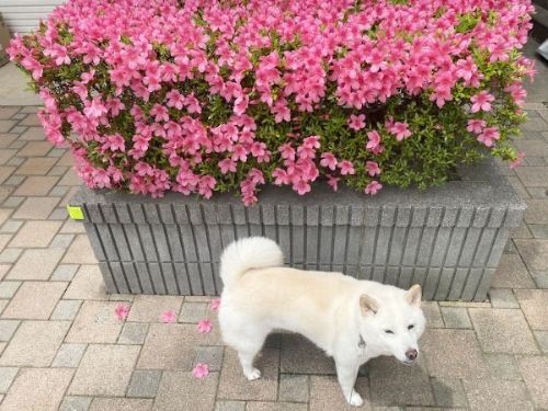 花ときなこちゃん