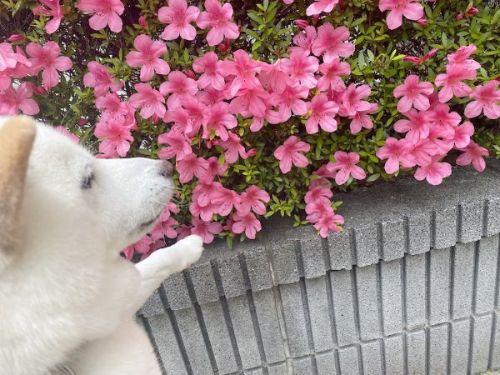 花ときなこちゃん