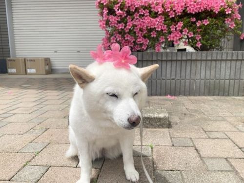 花ときなこちゃん