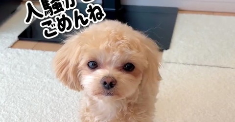 深夜に震える愛犬を動物病院に連れて行くと……　まさかの診断結果に「そんなことあるの？」と129万回再生