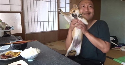 4カ月の柴子犬が食事中の飼い主を襲撃……!?　あの手この手でかまちょ攻撃を繰り出す姿が205万回再生