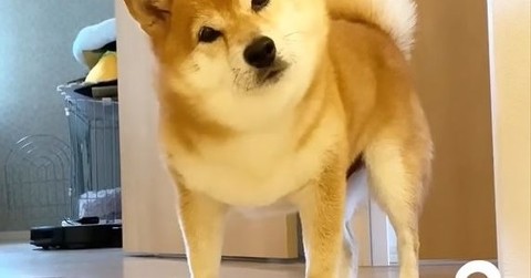 友ワンコに浮気して帰宅したら……柴犬に即バレしてしまう　「もう嫌い！」とヤキモチを焼くワンコがかわいい