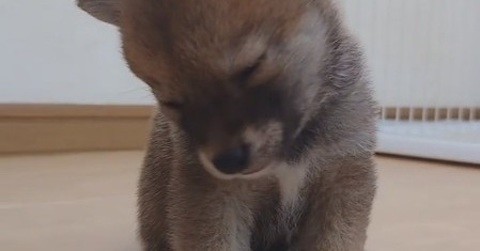 子柴犬が座りながら眠気と戦い……ウトウト、カクン！　完敗するまでの必死にこらえる姿がいとおしい