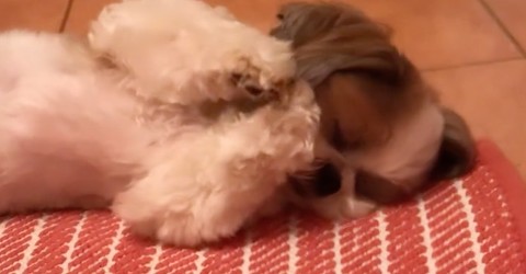 「赤ちゃんみたいで可愛い」「伸びするしぐさがたまらん！」と10万人がもん絶　ワンコの寝姿集に国内外から大反響