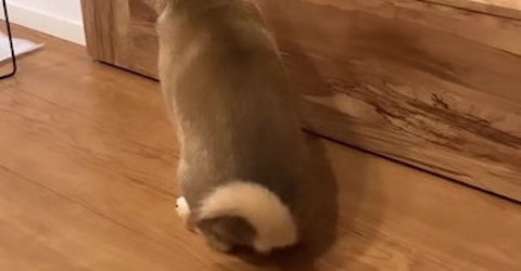 パパの帰りをけなげに待つ子柴犬→お出迎え後に取った行動が……　「これがうわさの柴距離か!?」と驚きの声