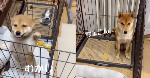 飼い主帰宅に大喜びしていた子犬時代、そして今は……　柴犬の成長あるあるなビフォーアフターに共感の声