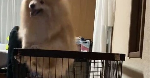 飼い主が帰宅すると、7キロポメラニアンの喜びが爆発！　エンドレス大ジャンプに「シルク・ドゥ・ソレイユで見ました」「ライブ中の自分かと」と驚きの声