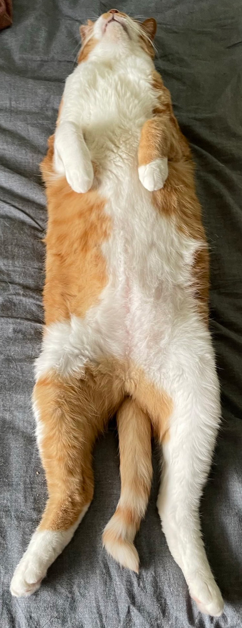 猫の干物トリミング