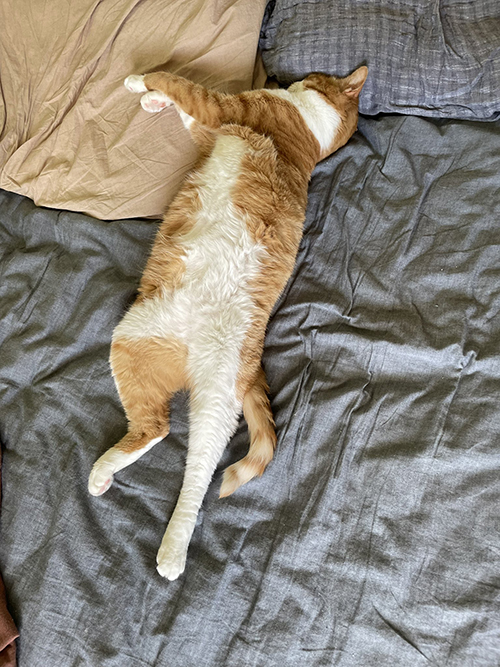枕に刺さってる