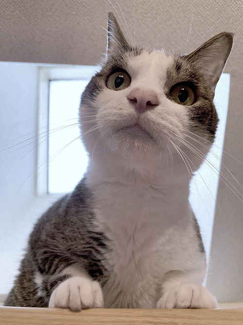 かわいいにも限界あがる