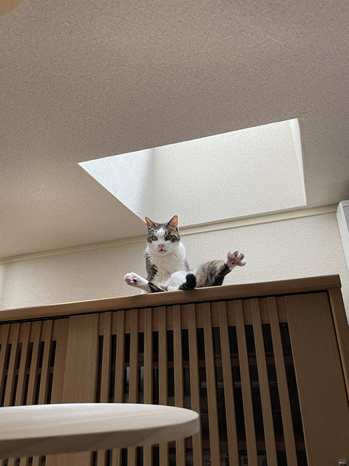 後光がさす猫ちゃん