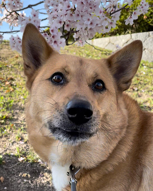 桜とむぎちゃん