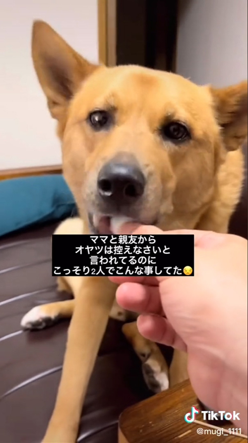 おやつをぱくり