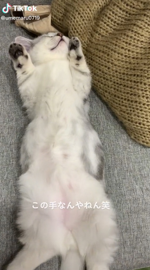 お手上げ寝梅丸くん