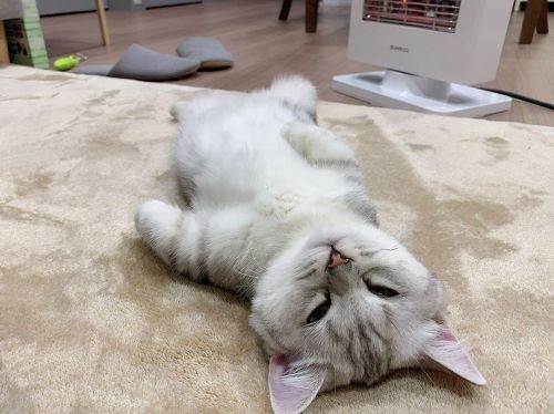 寝ている梅丸くん