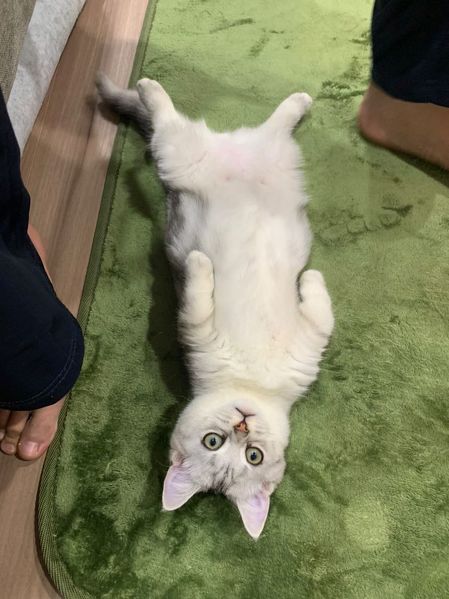 こっちを見る梅丸くん