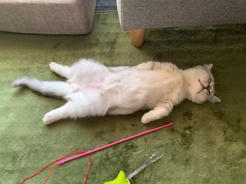 気持ちよさそうな梅丸くん