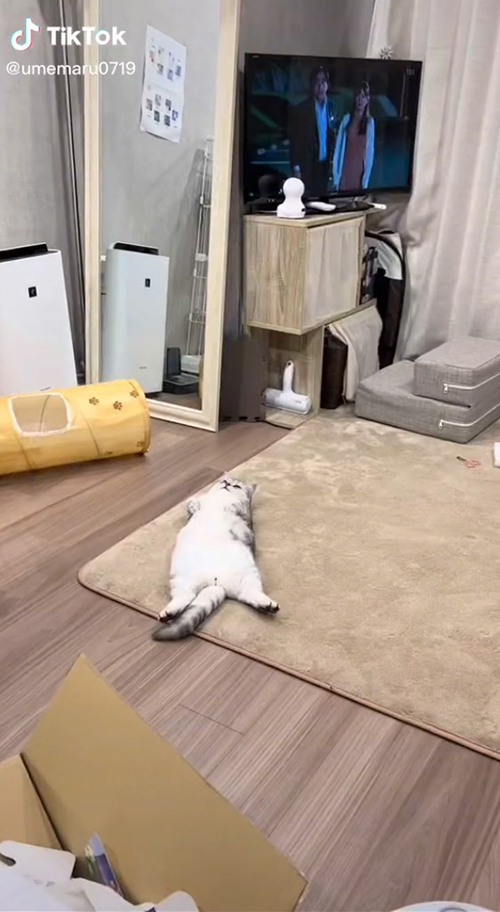 動画冒頭