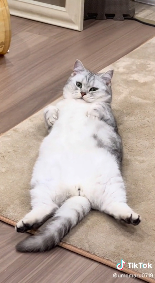 起き上がった梅丸くん
