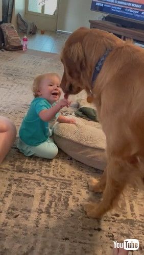 「Cooper the Golden Gently Meets 1-Year-Old Niece || ViralHog」
